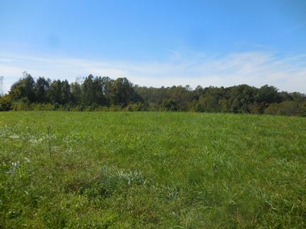 Timberland Property in Jackson County, Tennessee
