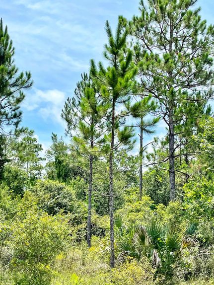 Farm and Ranch in Taylor County, Florida