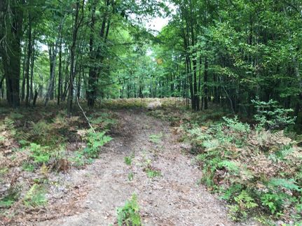 Undeveloped Land in Gladwin County, Michigan
