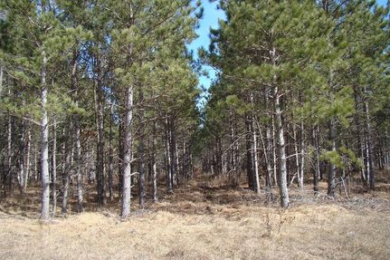 Timberland Property in Adams County, Wisconsin
