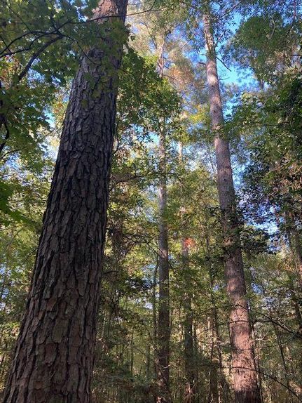 Timberland Property in Cleveland County, Arkansas
