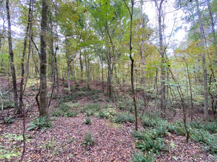 Timberland Property in Holmes County, Mississippi