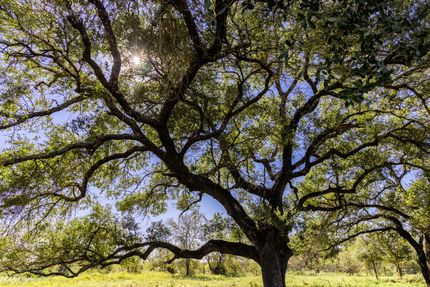 Farm and Ranch in Fayette County, Texas