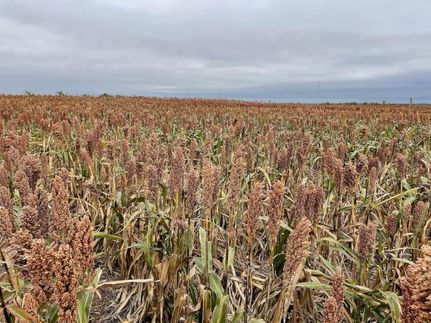 Farm and Ranch in Kingman County, Kansas