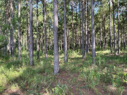 Hunting Property in Early County, Georgia