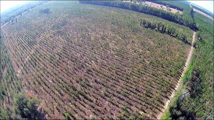 Timberland Property in Madison County, Florida