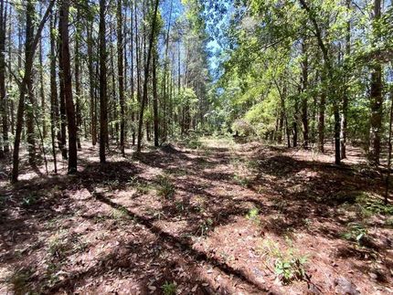 Timberland Property in Madison County, Florida