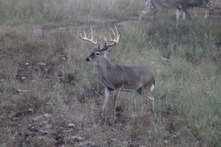 Hunting Property in Kimble County, Texas