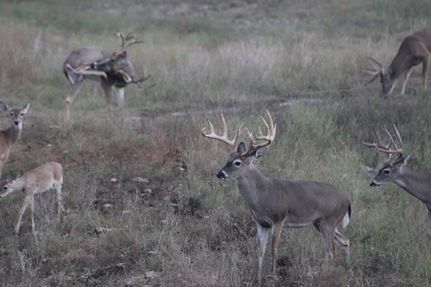 Undeveloped Land in Kimble County, Texas