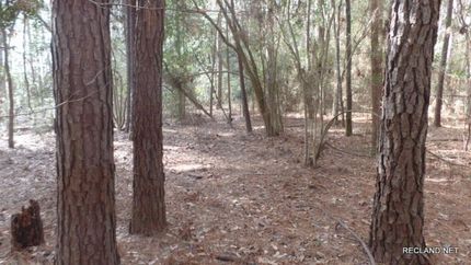 Undeveloped Land in Jasper County, Texas