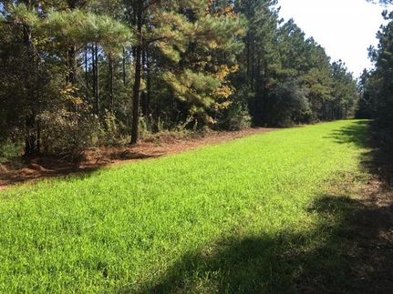 Timberland Property in Monroe County, Alabama
