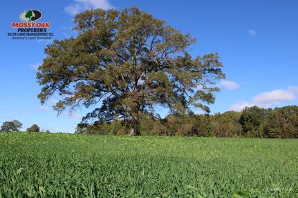 Undeveloped Land in Lonoke County, Arkansas