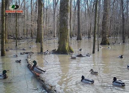 Recreational Property in Woodruff County, Arkansas
