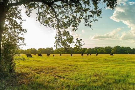 Undeveloped Land in Fayette County, Texas