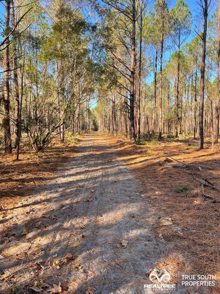 Hunting Property in Jasper County, South Carolina