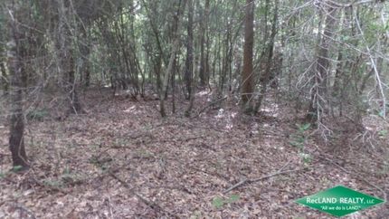 Undeveloped Land in Tyler County, Texas