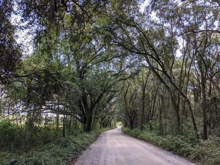 Timberland Property in Suwannee County, Florida