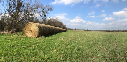 Timberland Property in Milam County, Texas