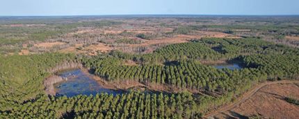 Timberland Property in Levy County, Florida
