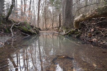 Undeveloped Land in Butler County, Kentucky