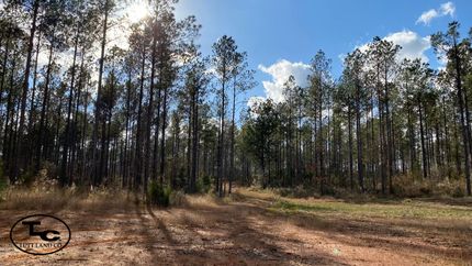 Timberland Property in Marengo County, Alabama