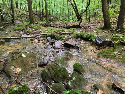 Timberland Property in Morgan County, Tennessee