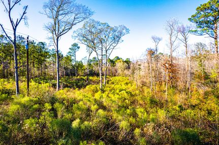 Undeveloped Land in Jasper County, Texas
