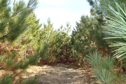 Timberland Property in Oneida County, Wisconsin