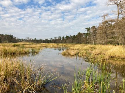 Undeveloped Land in Orange County, Texas