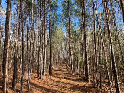 Farm and Ranch in Clarke County, Alabama