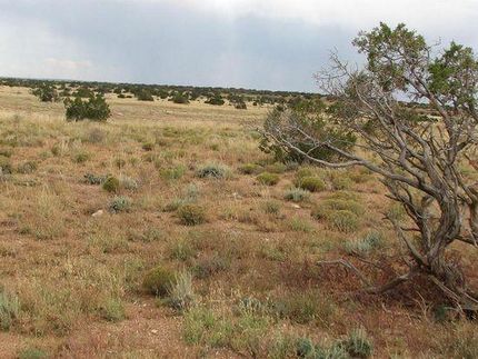 Undeveloped Land in Navajo County, Arizona