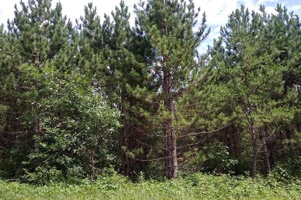 Timberland Property in Oneida County, Wisconsin