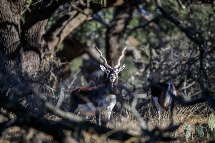 Hunting Property in Kimble County, Texas