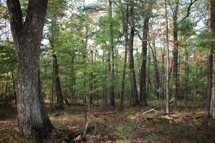 Timberland Property in Warren County, Virginia