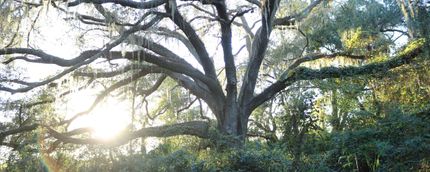 Farm and Ranch in Sumter County, Florida