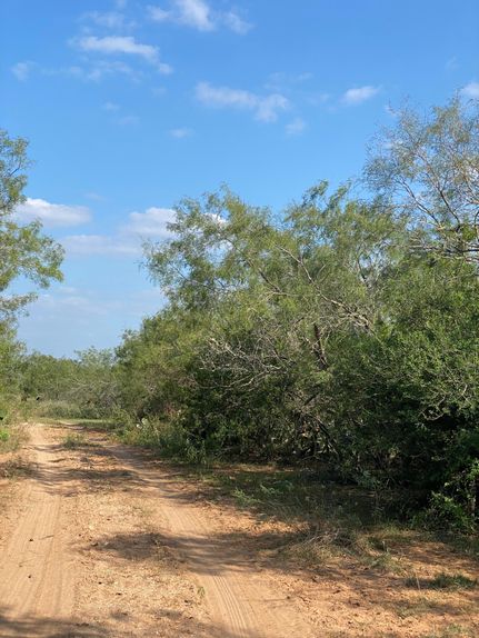 Timberland Property in Brooks County, Texas