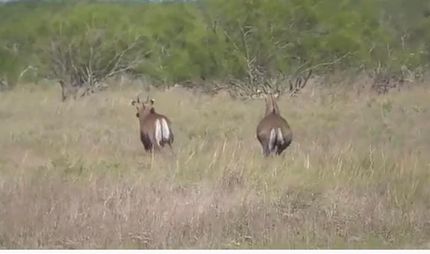 Timberland Property in Hidalgo County, Texas