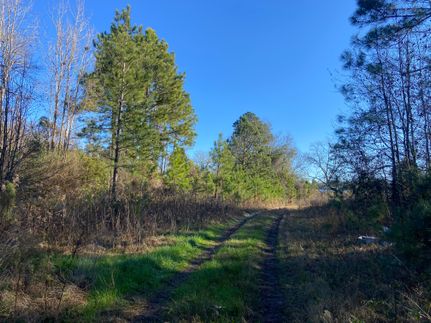 Undeveloped Land in Bulloch County, Georgia