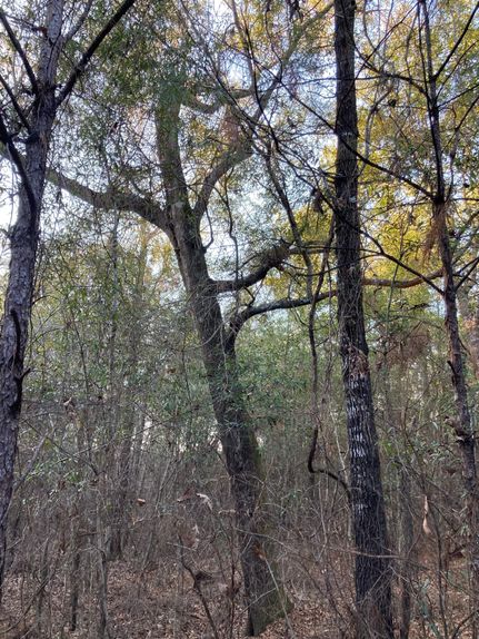Farm and Ranch in Clarke County, Alabama