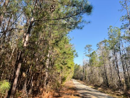 Timberland Property in San Jacinto County, Texas