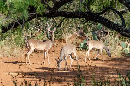 Recreational Property in Frio County, Texas