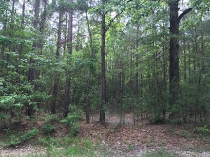 Undeveloped Land in Union Parish, Louisiana
