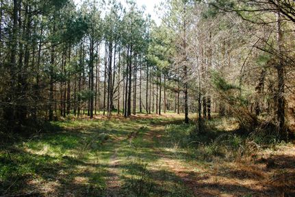 Undeveloped Land in McDuffie County, Georgia