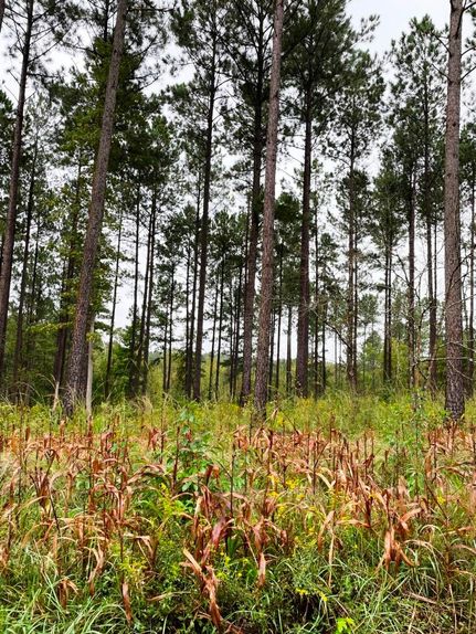 Undeveloped Land in Putnam County, Georgia