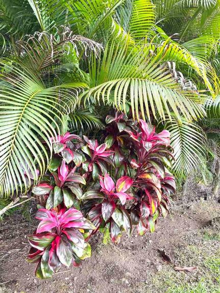 Farm and Ranch in Hawaii County, Hawaii