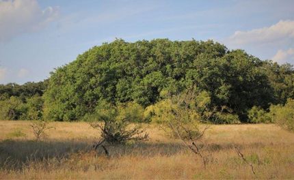 Farm and Ranch in Comanche County, Texas