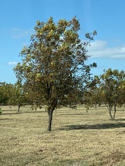 Farm and Ranch in Clay County, Texas