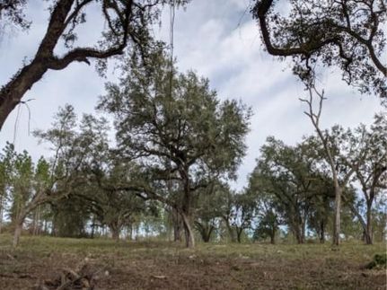 Farm and Ranch in Madison County, Florida