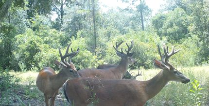 Timberland Property in Madison County, Florida