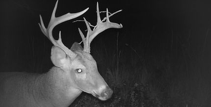 Hunting Property in Madison County, Florida